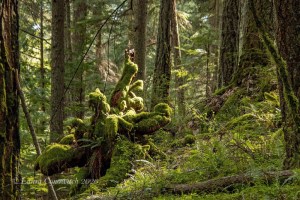 Moran State Park-Orcas Island
