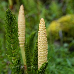 Moran State Park-Orcas Island