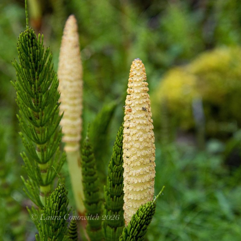 Moran State Park-Orcas Island