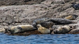 Outer Islands Excursions-Harbor Seals