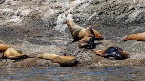 Outer Islands Excursions-Steller Sea Lions