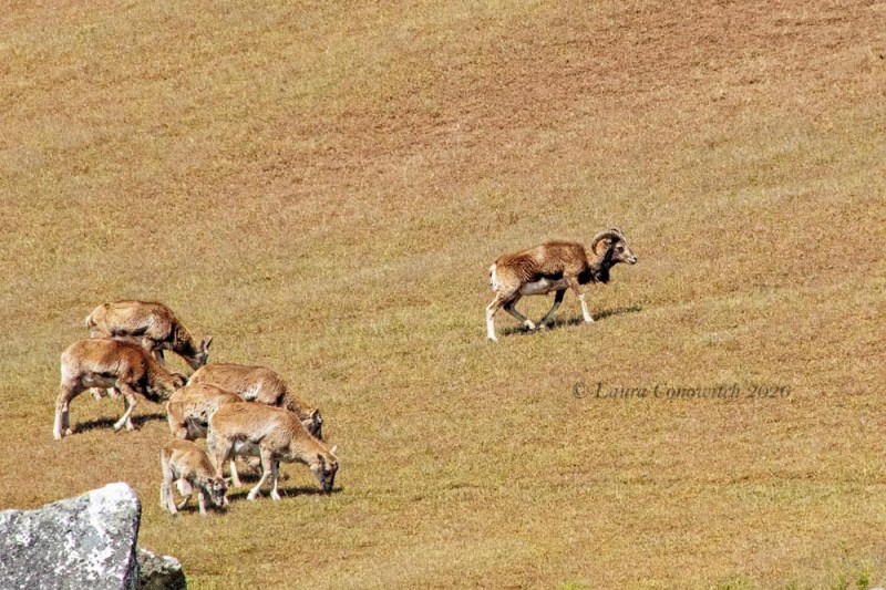 Outer Islands Excursions-Mouflon Sheep