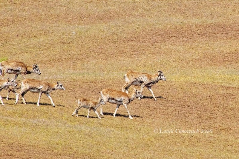 Outer Islands Excursions-Mouflon Sheep