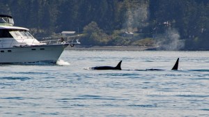 Outer Islands Excursions-Orca Whales