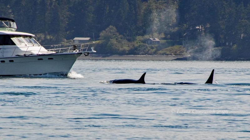 Outer Islands Excursions-Orca Whales