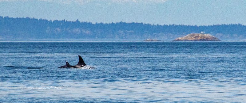 Outer Islands Excursions-Orca Whales