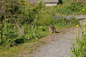 Fort Casey State Park