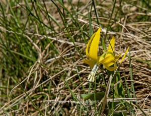 Hurricane Ridge_Glacier Lily-Yellow Avalanche Lily