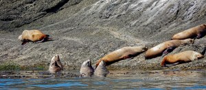 Outer Islands Excursions-Orca Whales