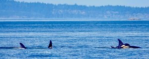 Outer Islands Excursions-Orca Whales