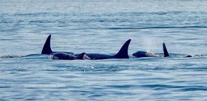 Outer Islands Excursions-Orca Whales