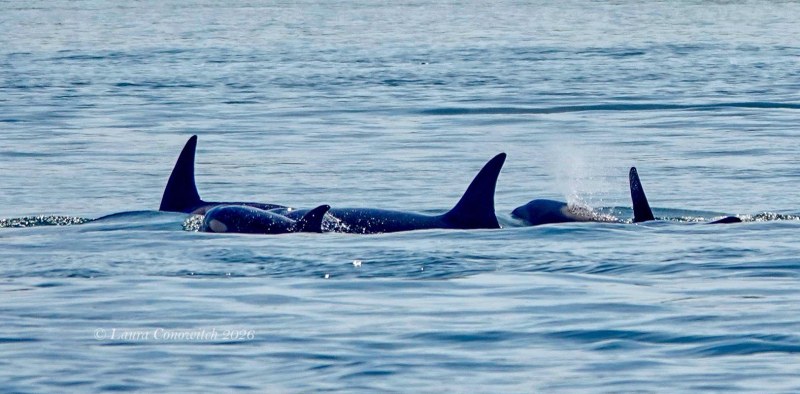 Outer Islands Excursions-Orca Whales