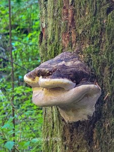Moran State Park-Orcas Island