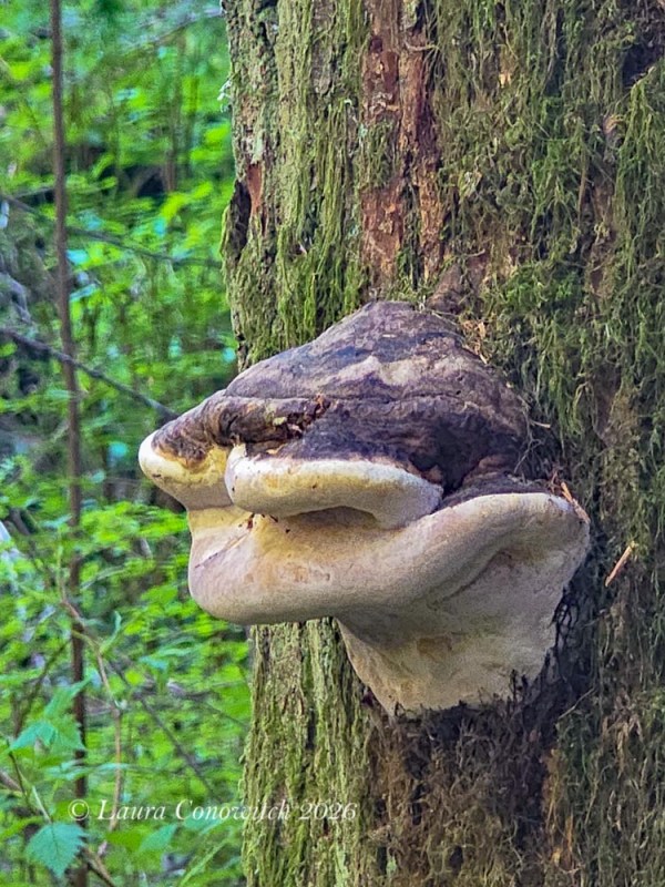 Moran State Park-Orcas Island