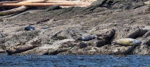 Outer Islands Excursions-Harbor Seals
