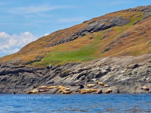 Outer Islands Excursions-Steller Sea Lions