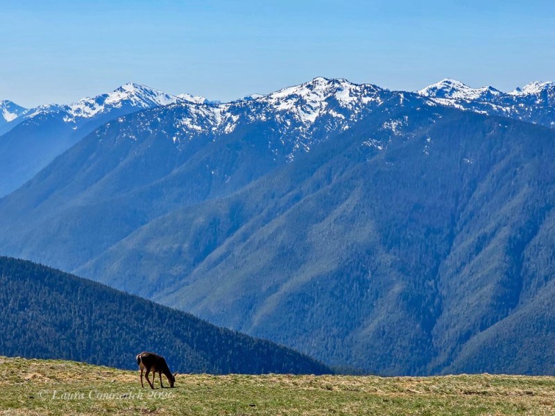 Hurricane Ridge