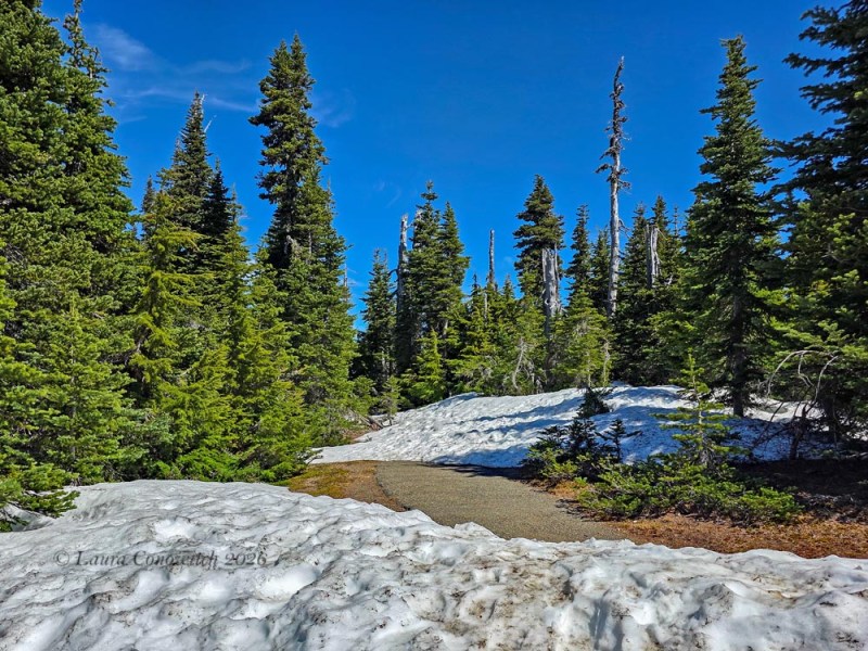 Hurricane Ridge