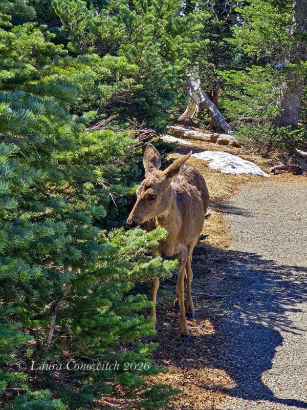 Hurricane Ridge