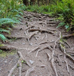 Obstruction Pass State Park-Orcas Island