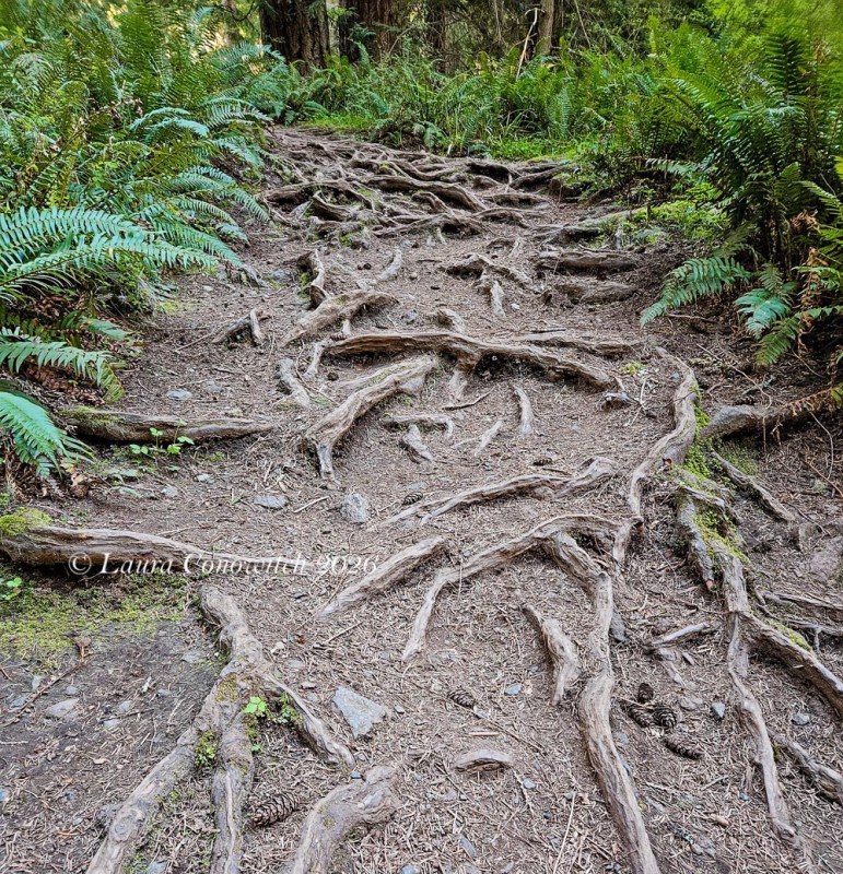 Obstruction Pass State Park-Orcas Island