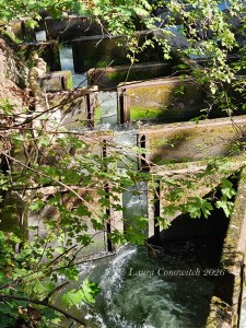 Tumwater River Walk Trail