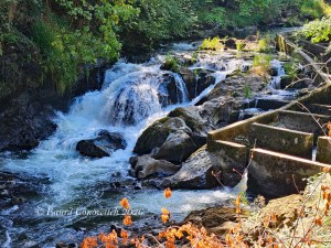 Tumwater River Walk Trail