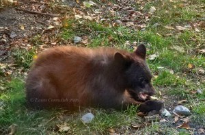 Bear Cub