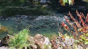 Tumwater River Walk Trail